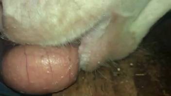 Horny guy enjoys the young calf lapping at his cock in that way