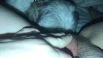 Furry little dog licks woman's cunt and makes her come