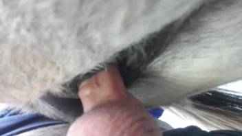 Guy thrusts his member into a mare's vagina for wild ecstasy