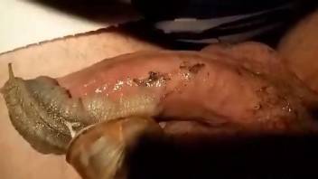 Guy's hard cock is being pleasured by sexy snails