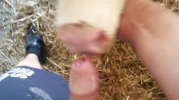 Cow licks man's wet dick in full masturbation POV scenes