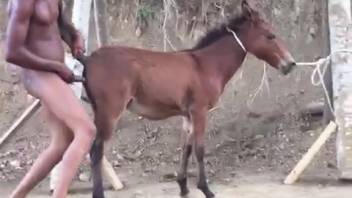 African American man roughly penetrates donkey in the rear for savage thrills