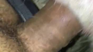 Guy employs his cock to delight a canine's snug orifice