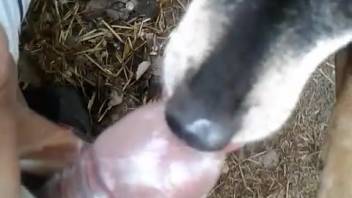Canine laps at dude's huge cock till he ejaculates onto its snout