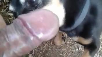 Dog licks man's big dick until the guy comes on its face