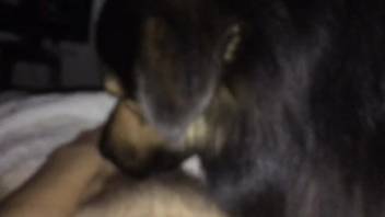 Guy allows his pet pal to lick his cock a bit