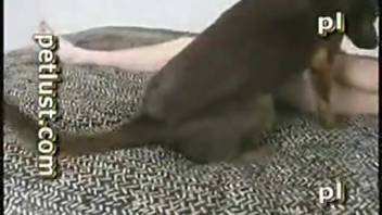 Guy enjoys fondling his dog's pussy on webcam