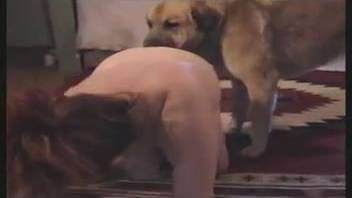 Canine cock penetrates the snug orifice of an aroused female zoophile