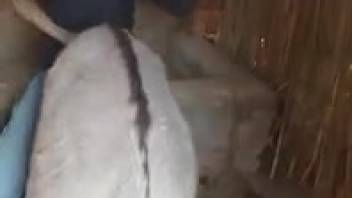 Guy aggressively screws bovine on the ranch while being recorded