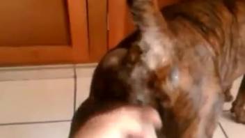 Tan canine being screwed by a highly perverted guy