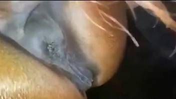 Man feels insanely hot fucking a horse in the pussy and ass