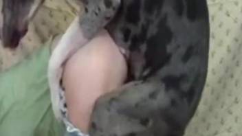 Dashing female filmed when trying sex with a big dog