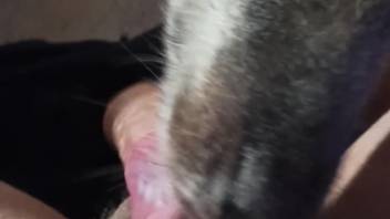Naked guy enjoys the dog tonguing his hard dick in that way