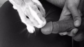 Attractive man's impressive dick gets satisfied by a sexy bunny