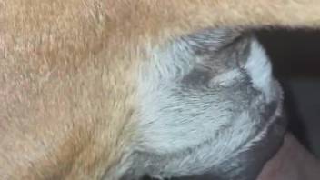 Naked guy shoves it deep into the mare's pussy for ultimate bliss