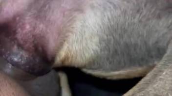 Aroused guy desires intercourse with this beast in intimate XXX footage