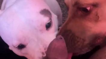 Duo of bitches satisfy their owners in wild adult POV action
