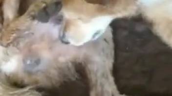 Creature tonguing its rigid cock in a forbidden flick