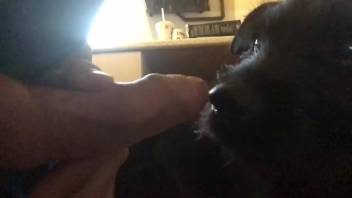 Guy penetrates female dog anally and vaginally in rough homemade bestiality session