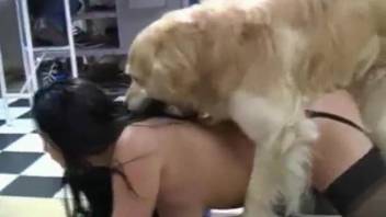 Two busty babes are about to fuck the same dog