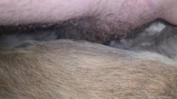 Guy thrusts cock into hairy mare's cunt for wild fucking
