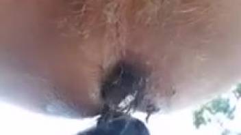 Canine tongues guy's anus in filthy feces bestiality scene