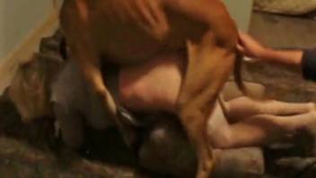 Aroused canine smoothly enters experienced dominatrix from behind