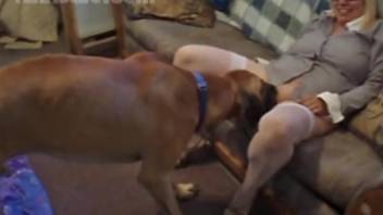 Trained brown beast licks a blonde's tight cunt