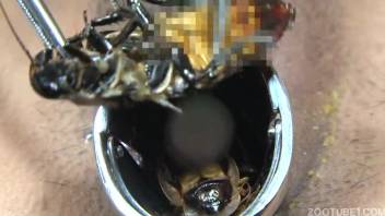 Twisted bestiality fetish erotica with submissive Japanese girls
